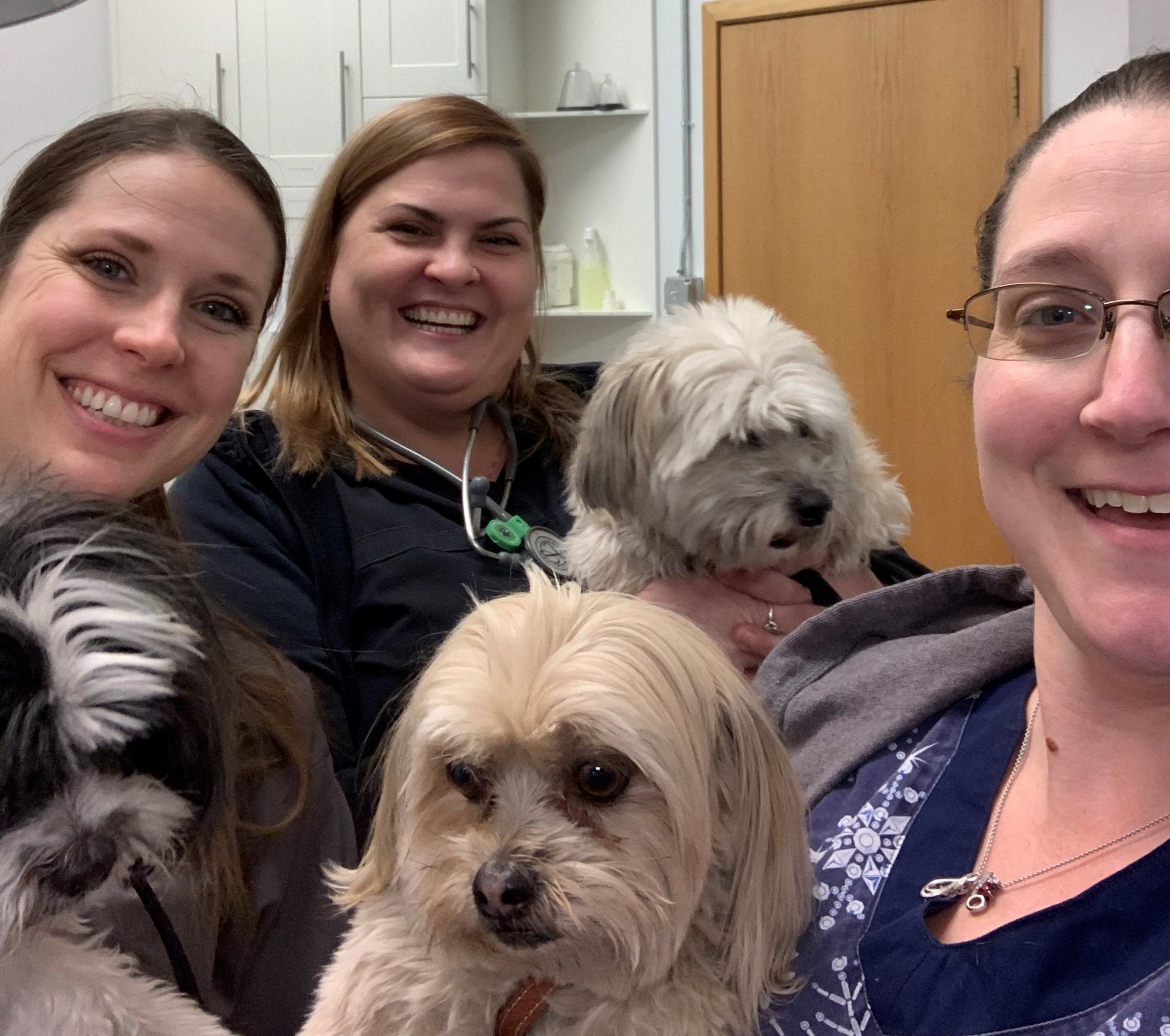 Find Pet Care Information and Veterinarians in Glendale, Colorado